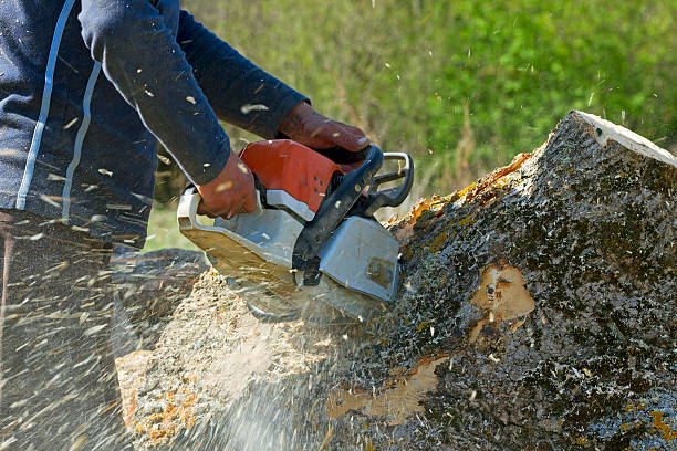 Best Large Tree Removal  in USA